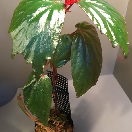 Begonia sp. from Temuyuk Kalimantan barat