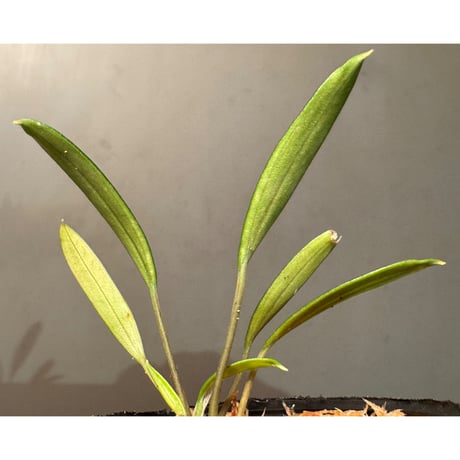 Pursegloveia cf. minima from Melawi West Kalimantan