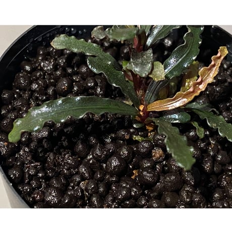 (３芽株) Bucephalandra micrantha "Kayulapis 1" [TB]