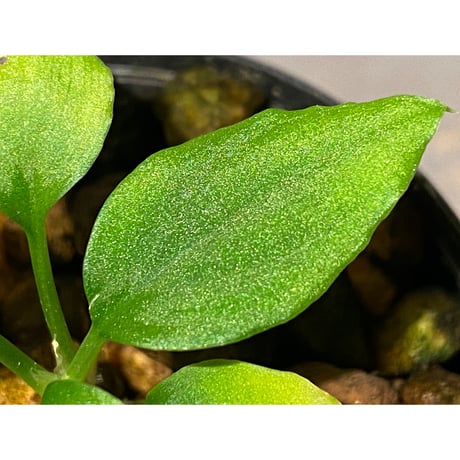 Homalomena sp. from Solok sumatera [LA0214-3]