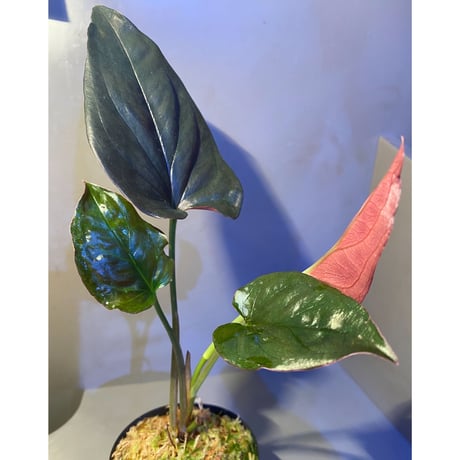Syngonium sp. from Choco Colombia [tanakay]