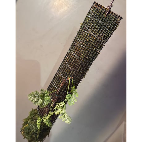 Davallia cf. parvula from Sanggau West Kalimantan