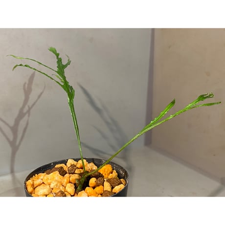 Microsorium sp. from Saripoi [LA0515-02]