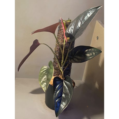 Syngonium sp. from Choco Colombia [tanakay]
