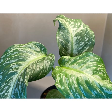 Schismatoglottis Rongisupata from West Kalimantan [KN]