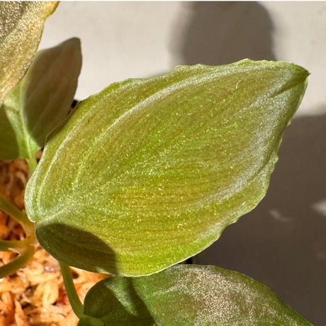 Homalomena sp. "Red leaf" from Kalbar [AZ0823-2]