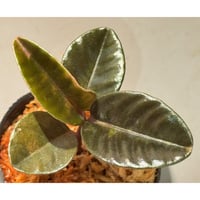 Labisia sp. from Landak West Kalimantan