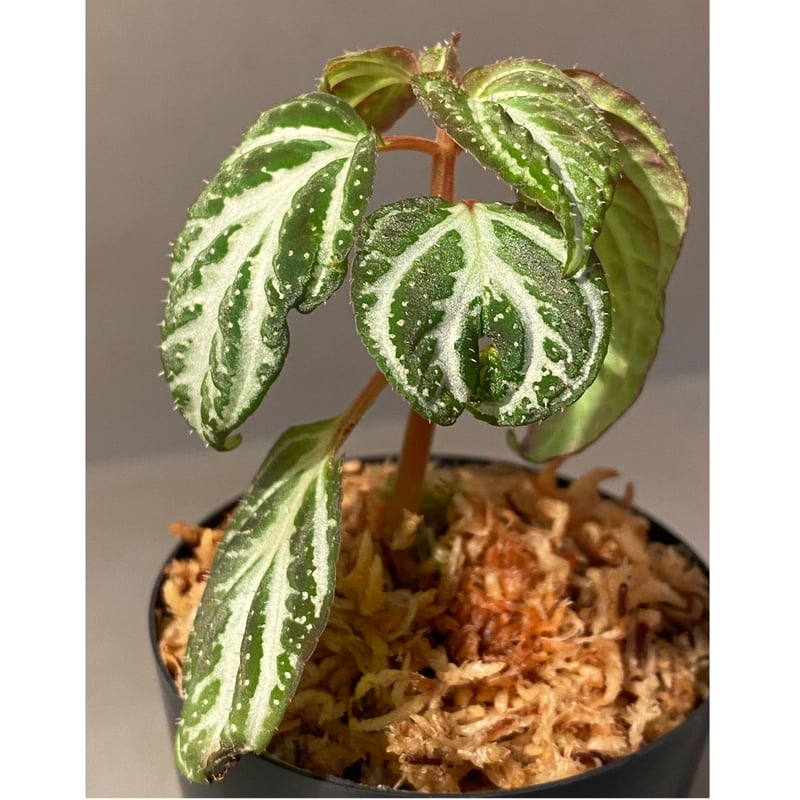 Sonerila pulchella from Payakumbuh sumatera [L