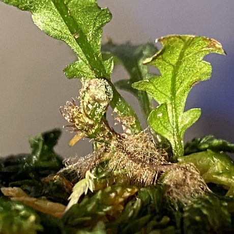 Microsorum sp. "Short Dragon Tail"