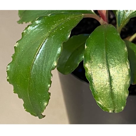 Bucephalandra sp. "Maia"