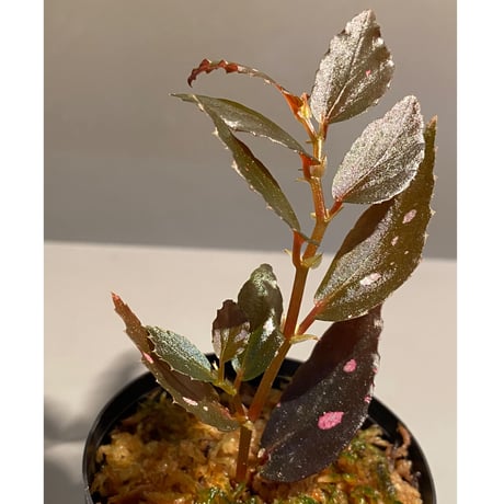 Begonia sp. from Julau [R1214-01b]