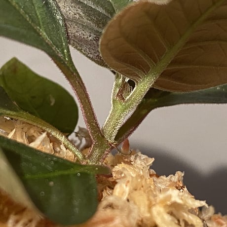 Ophiorrhiza sp. from Papua Barat [LA0319-01]