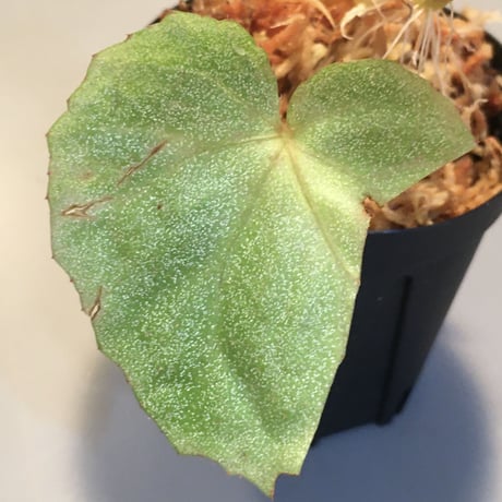 Begonia sp. from Ha Noi [TK140617]