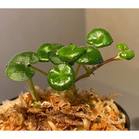 Geophila repens from Iquitos Peru [tanakay]