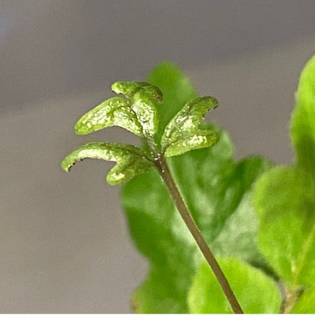 Quercifilix zeylanica from Sri Lanka