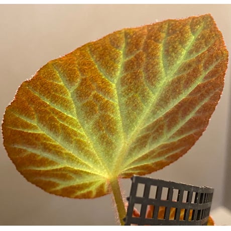 Begonia sp. from Manaus