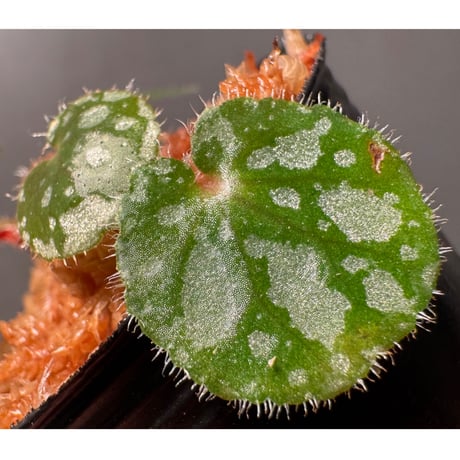 Begonia austroguangxiensis