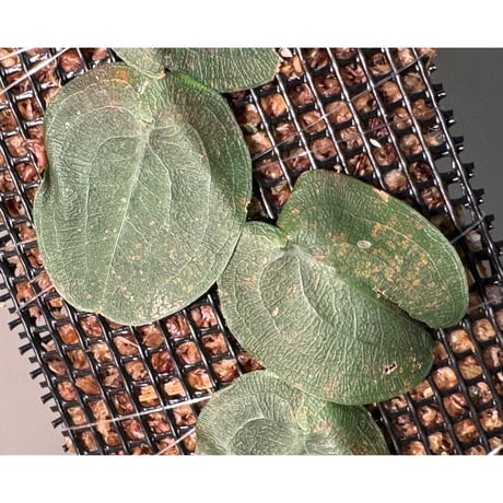 Pothos barberianus from Kapuas fulu West Kalimantan