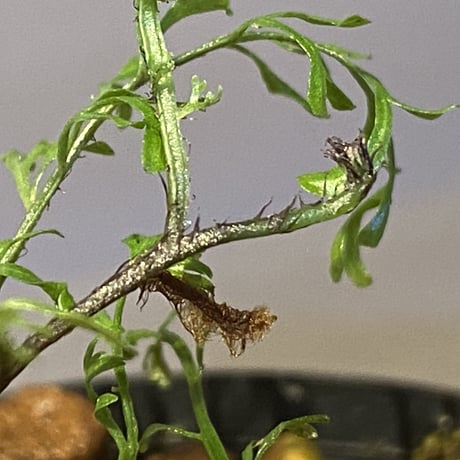 Lindsaea sp. from Pulau Halmahera [LA0314-05]