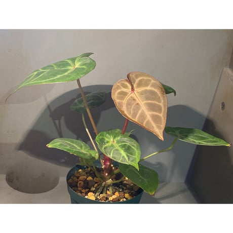 Anthurium Magnificum x Ace of spades
