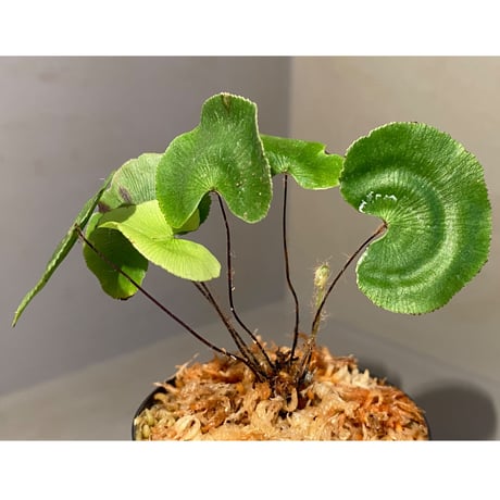 Adiantum reniforme