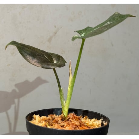 Syngonium sp. from Choco Colombia [tanakay]