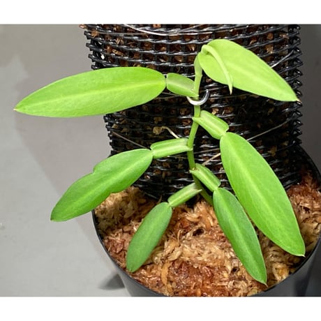 Epipremnum sp. from Khlong Yai Trat Thailand