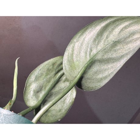 Scindapsus sp. from West Kalimantan
