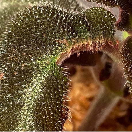 Pearcea schimpfii from Ecuador