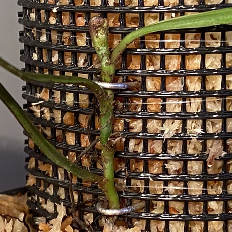 Lomariopsis sp. from Trat Thailand ③