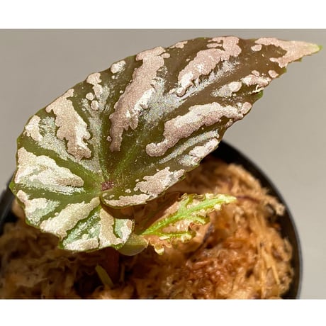 Begonia sp. "雪の宿" from Lampung sumatera [LA0217-01]