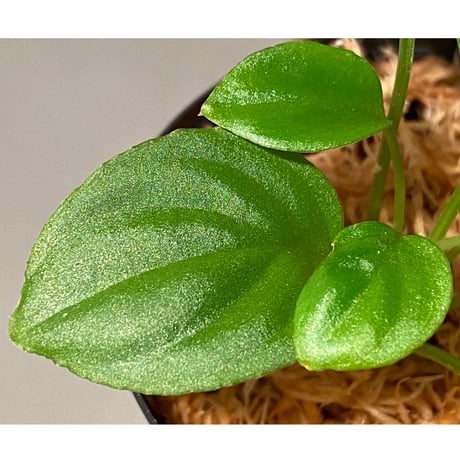 Homalomena sp. "Minimum" from Padan Utara [AZ0512-04]