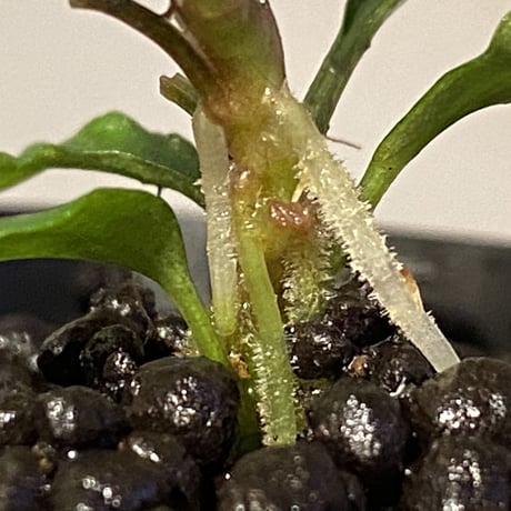 Bucephalandra sp. "MEDUSA"