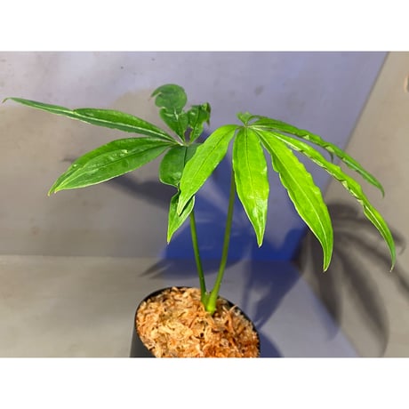 Anthurium polyschistum from Napo Ecuador [tanakay]