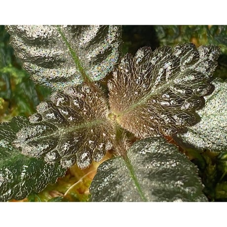 Nautilocalyx sp. 伊藤蟻植物農園