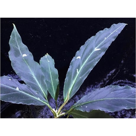 Aglaonema pictum from Sumatera A3 [TK080918]