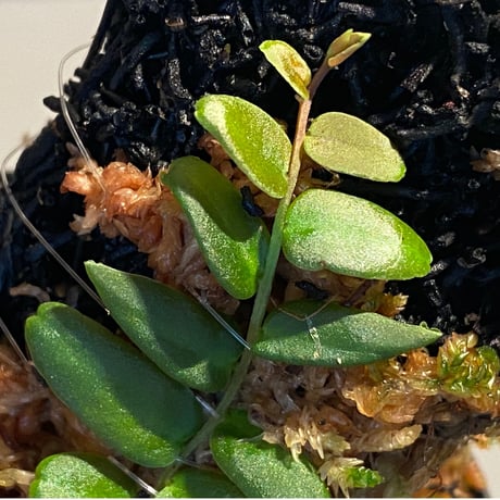 Marcgravia sp. from Colombia [LA0316-03]