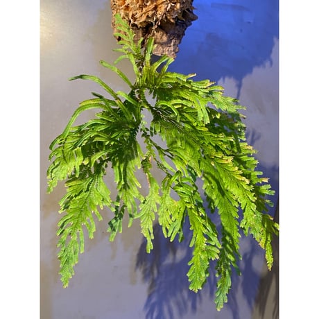 Selaginella sp. from Sangkhlaburi Kanchanaburi Thailand