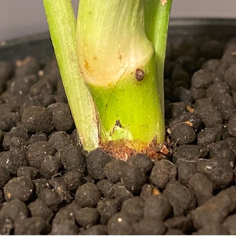 Philodendron sharoniae