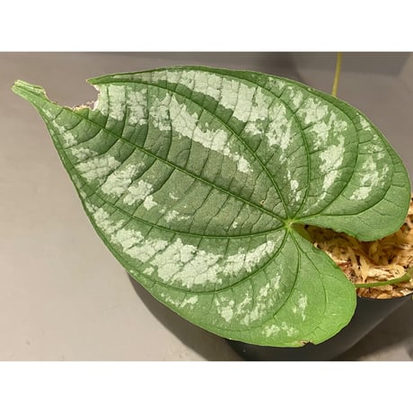 Dioscorea sp. from Chiang Mai [TK290518-1]