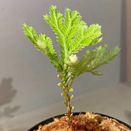 Selaginella sp. from Tanintharyi(Tennasserim)North Malay Peninsula Myanmar ②