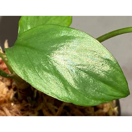 Homalomena sp. from Aceh sumatera [LA0216-02]