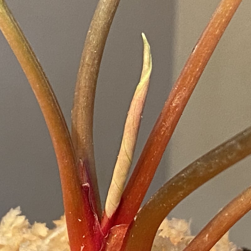 Homalomena sp. from Sekadau [LA] | M・R・G・R