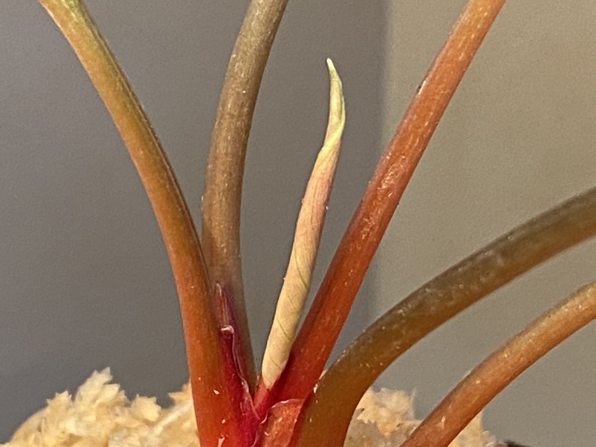 Homalomena sp. from Sekadau [LA] | M・R・G・R