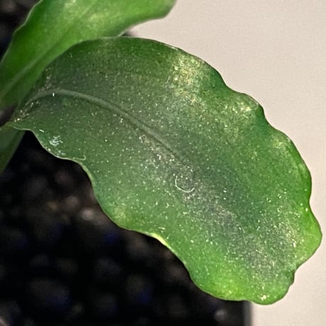 Bucephalandra sp. 黄緑 from Bukit Kelam Utara [AZ0611-14]