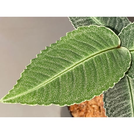 Ardisia sp. from Raub Pahang