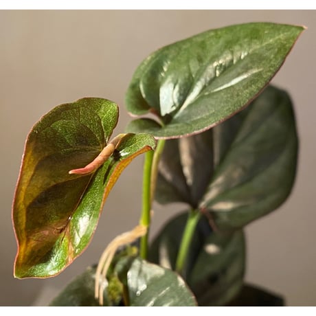 Syngonium sp. from Choco Colombia [tanakay]