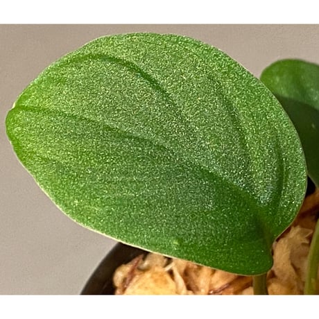 Homalomena sp. from Sumatera Utara [LA0118-02]