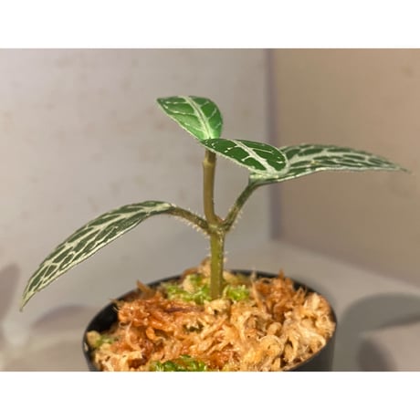 キツネノマゴ科の一種 from Lasi [R1214-02a]
