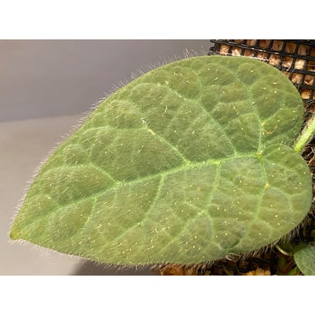 Ficus sp. from Selangor